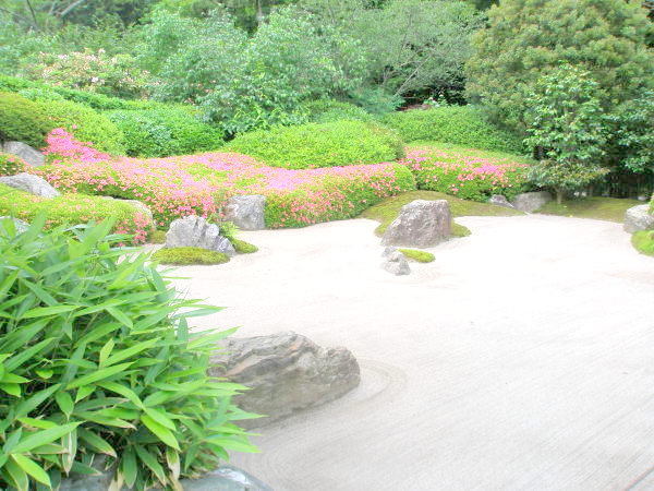 鎌倉明月院に咲くサツキ花画像