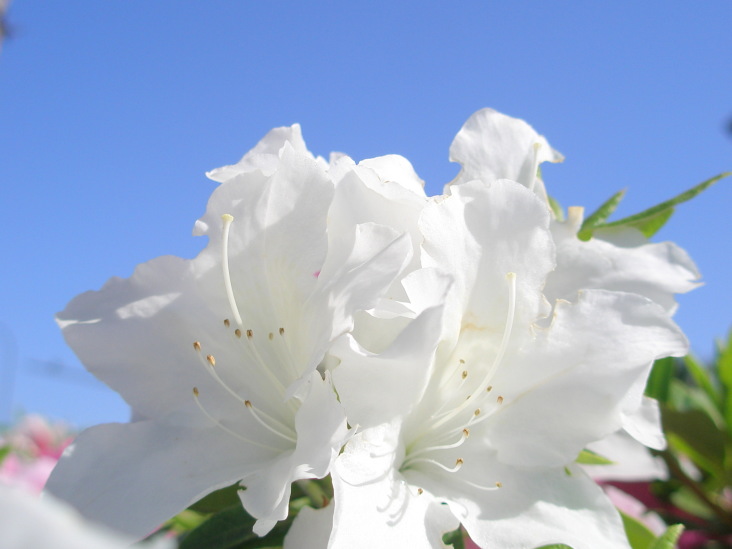 鎌倉段葛に咲くオオムラサキツツジ花画像
