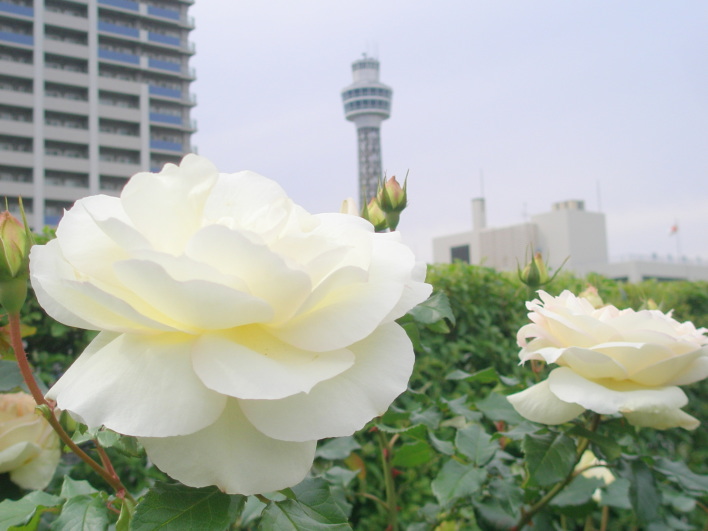 バラ花黄白色