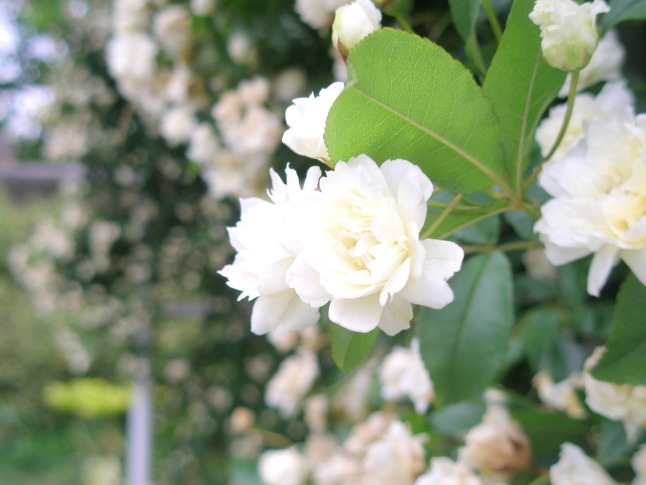 モッコウバラ白色花画像
