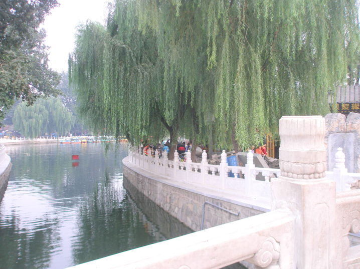 シダレヤナギ写真北京市