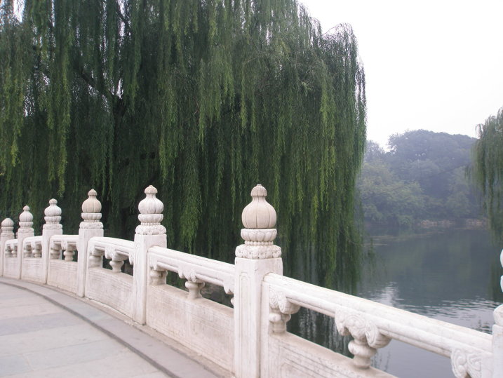 シダレヤナギ写真北京市
