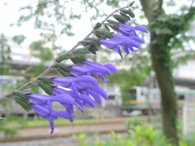 メドーセージ花画像Salvia guaranitica