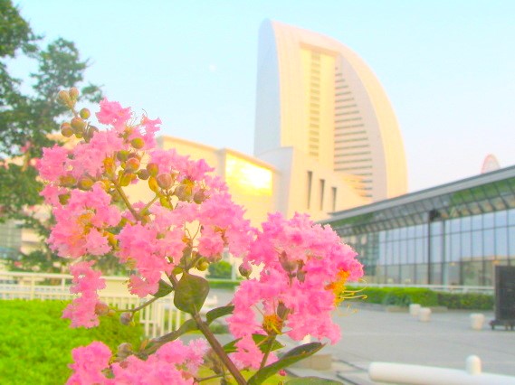 サルスベリの花とパシフィコ横浜