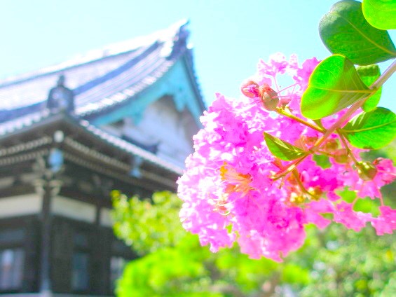 鎌倉大覚寺に咲くサルスベリ花画像