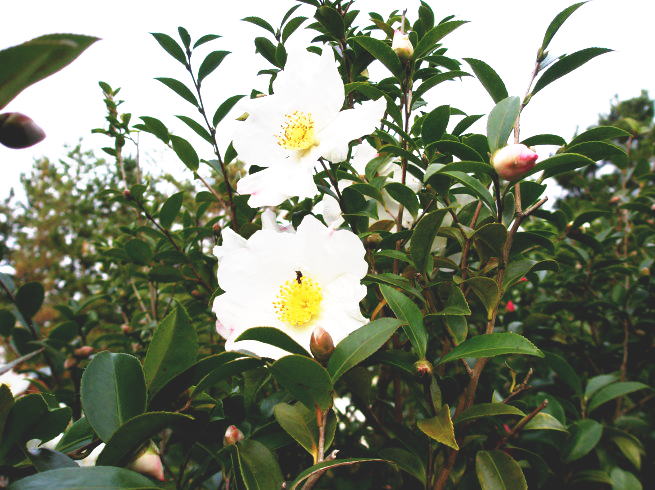 白いサザンカ花