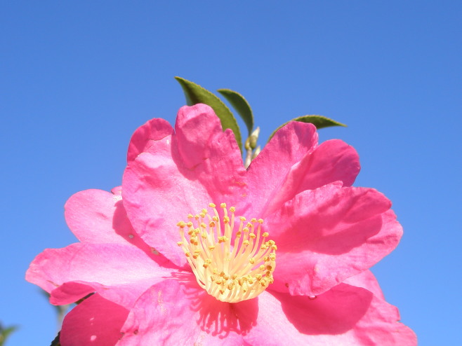 鎌倉段葛に咲くサザンカ花画像