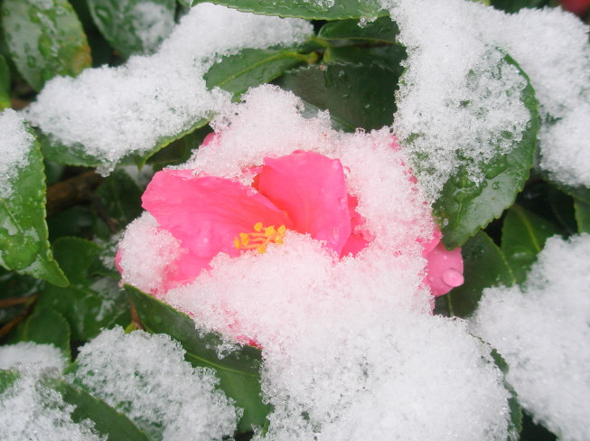 雪とサザンカ花