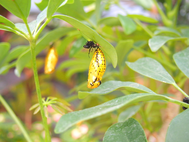 シェフレラとオオゴマダラ蝶蛹画像