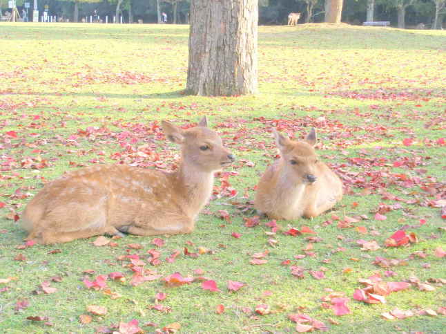 奈良公園写真