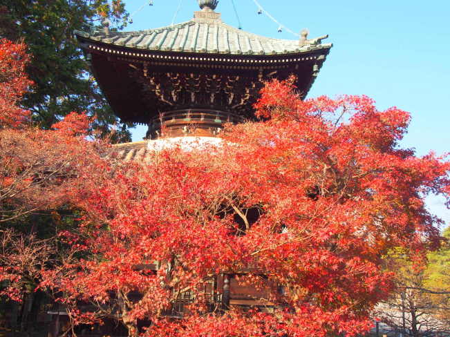 清凉寺多宝塔と紅葉画像