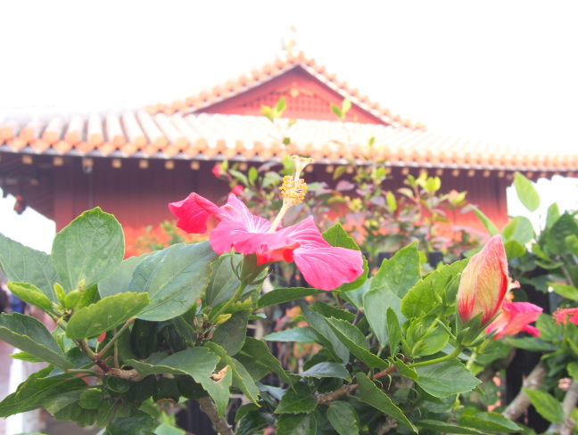 首里城に咲くハイビスカス花写真