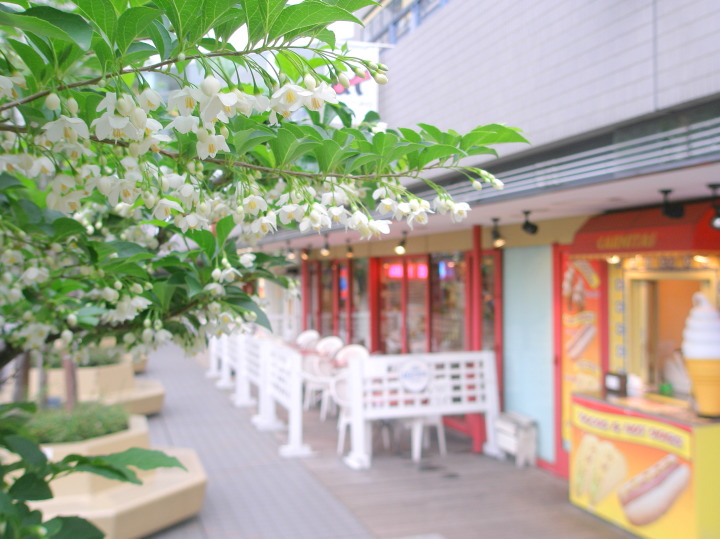 エゴノキ花画像