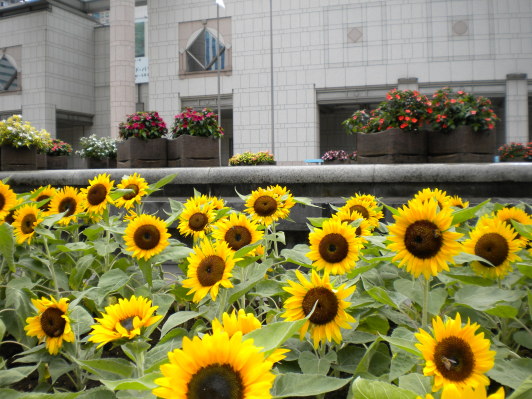 ヒマワリの花と横浜美術館