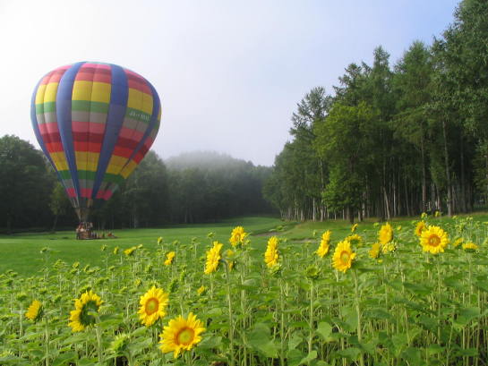 ヒマワリの花と熱気球