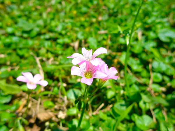 台北ムラサキカタバミ花画像