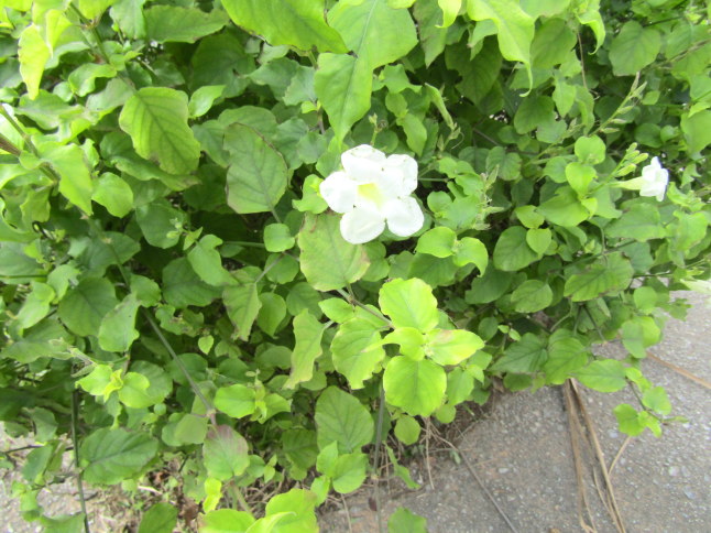 コダチヤハズカズラ白色花画像