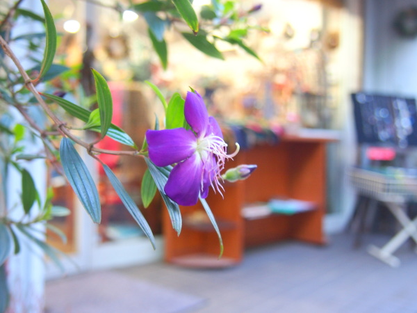 元町商店街シコンノボタン花画像