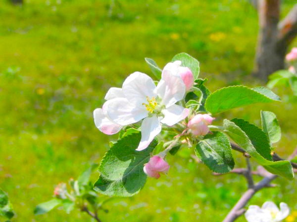 北会津リンゴ花画像