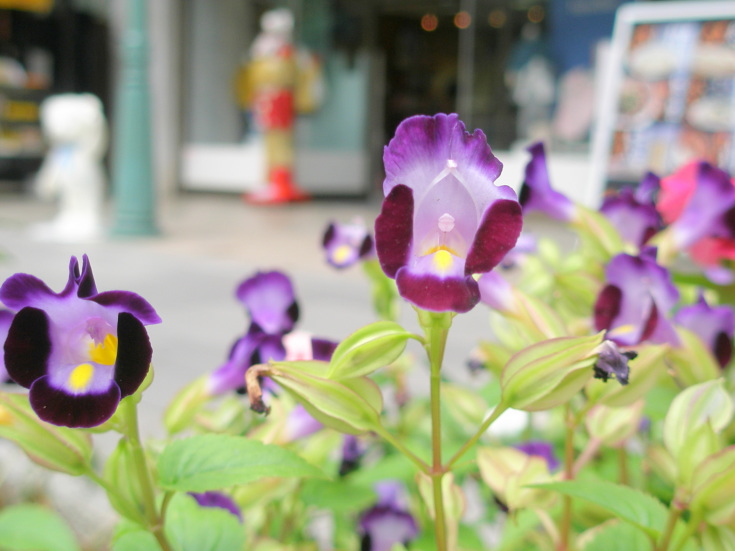 トレニア花紫色