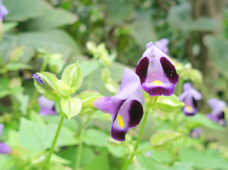 トレニア花紫色