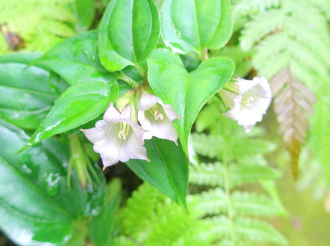 ツルリンドウ花（白色）画像