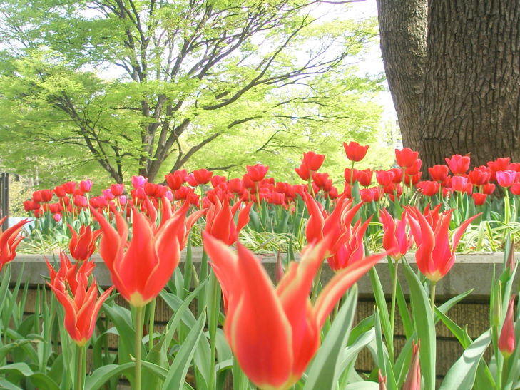 チューリップ赤色花