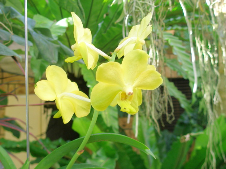 バンダ蘭花黄色