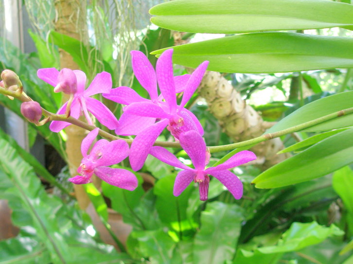 バンダ蘭花紫色