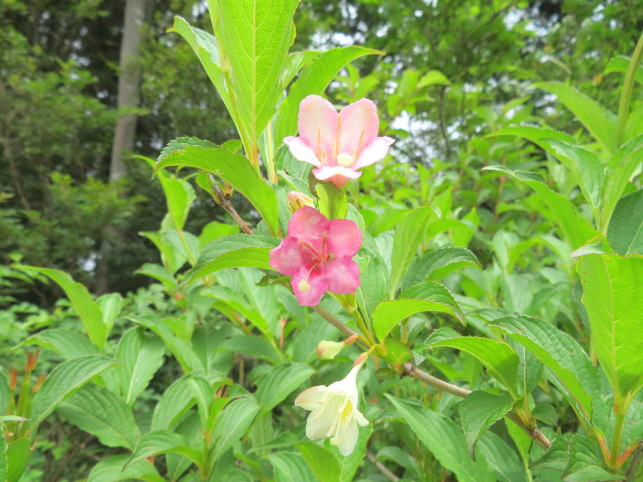 箱根に咲くハコネウツギ花画像