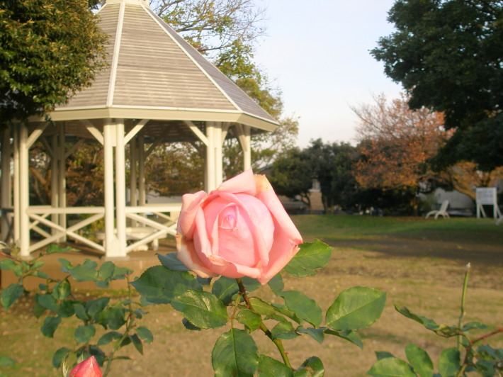 山手公園バラ花