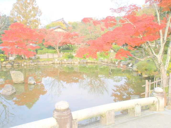 円山公園紅葉