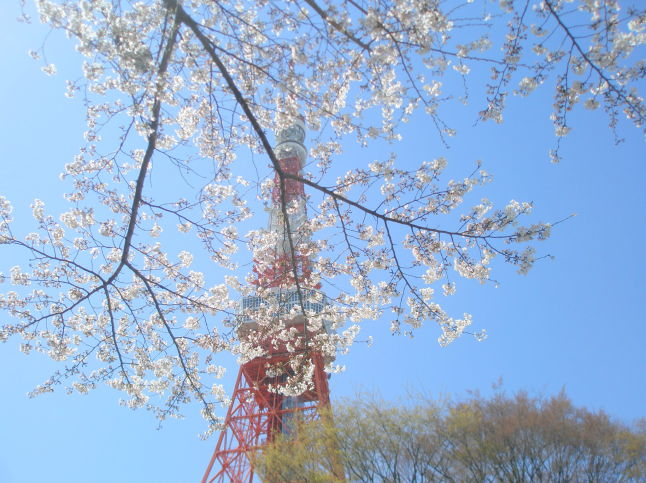 ソメイヨシノ花東京タワー