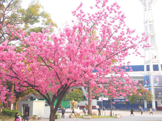 横浜公園ヨコハマヒザクラ花画像