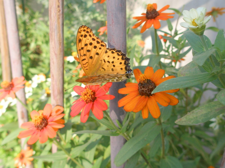 ホソバヒャクニチソウ花と蝶
